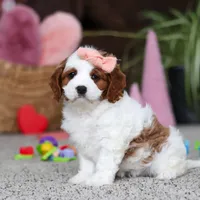 Layla, a female Cavapoo for sale in Baltic, OH – Photo 1 of 5