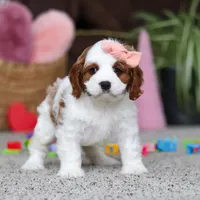 Layla, a female Cavapoo for sale in Baltic, OH – Photo 5 of 5