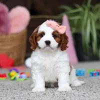 Layla, a female Cavapoo for sale in Baltic, OH – Photo 3 of 5