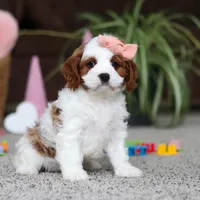 Layla, a female Cavapoo for sale in Baltic, OH – Photo 2 of 5