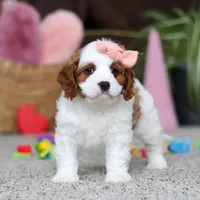 Layla, a female Cavapoo for sale in Baltic, OH – Photo 4 of 5