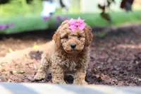 Millie, a female Cavapoo for sale in Baltic, OH – 7 of 8