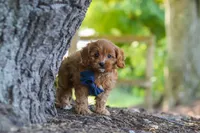 Kobe, a male Cavapoo for sale in Baltic, OH – 2 of 10