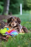 Abby, a female Miniature Dachshund for sale in Baltic, OH – 7 of 10