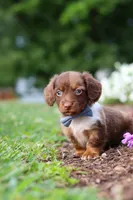 Murphey, a male Miniature Dachshund for sale in Baltic, OH – 9 of 10