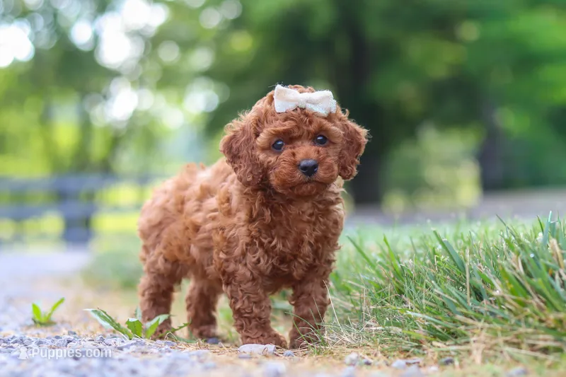 Hailey – Cavapoo puppy for sale in Baltic, OH