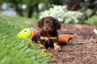 Zoey, a female Miniature Dachshund for sale in Baltic, OH – 6 of 10