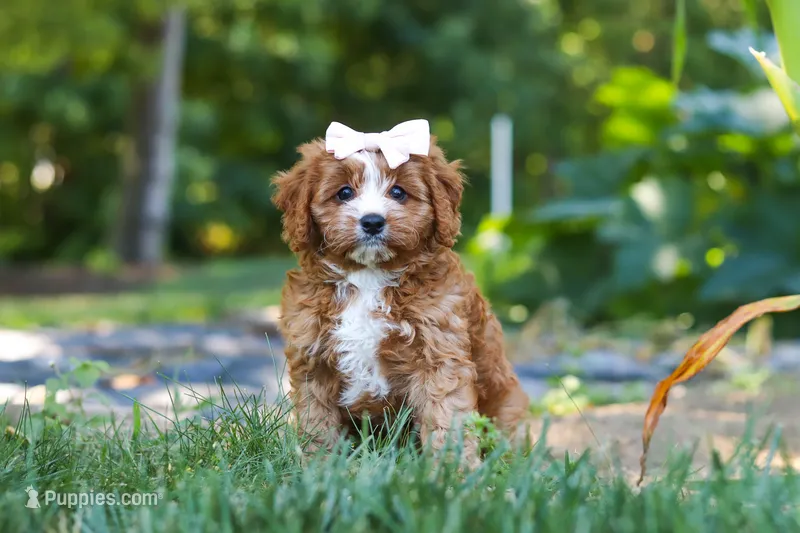 Liberty – Cavapoo puppy for sale in Baltic, OH
