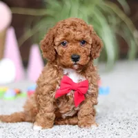 Austin, a male Cavapoo for sale in Baltic, OH – Photo 3 of 6