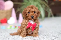 processed/2c3d7a10-4ec7-47fb-962d-dbd8dfb0c1a4/listing/47330181-0dcb-4456-a4b2-7b8826e0e489/08177bbd-7cde-45a7-a22a-6f54f014ae06