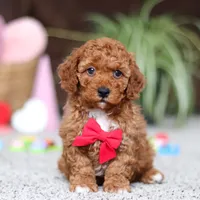 Austin, a male Cavapoo for sale in Baltic, OH – Photo 1 of 6