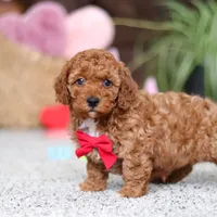 Austin, a male Cavapoo for sale in Baltic, OH – Photo 6 of 6