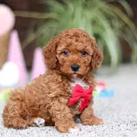 Austin, a male Cavapoo for sale in Baltic, OH – Photo 4 of 6