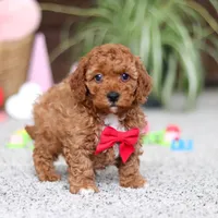 Austin, a male Cavapoo for sale in Baltic, OH – Photo 5 of 6