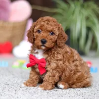 Austin, a male Cavapoo for sale in Baltic, OH – Photo 2 of 6
