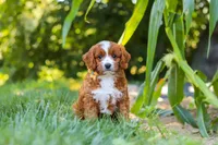 Rocky, a male Cavapoo for sale in Baltic, OH – 5 of 10