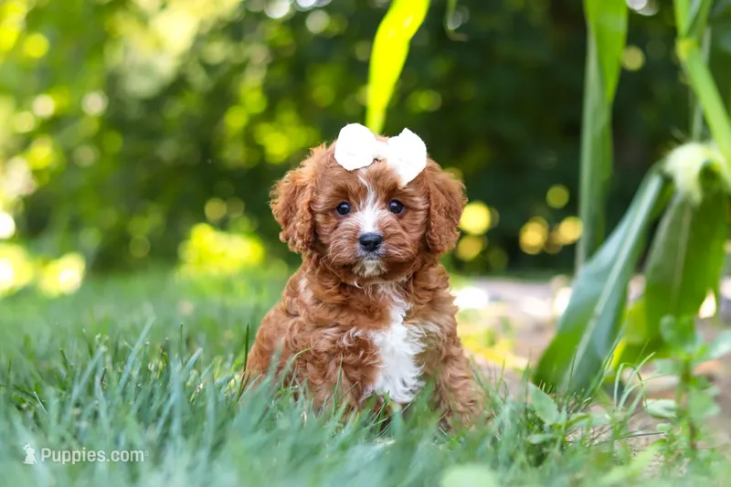 Sky – Cavapoo puppy for sale in Baltic, OH