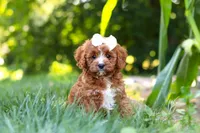 Sky, a female Cavapoo for sale in Baltic, OH – 1 of 10