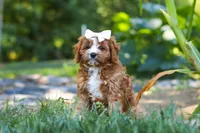 Liberty, a female Cavapoo for sale in Baltic, OH – 8 of 10