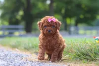 Poppy, a female Cavapoo for sale in Baltic, OH – 2 of 8