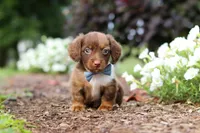 Murphey, a male Miniature Dachshund for sale in Baltic, OH – 3 of 10