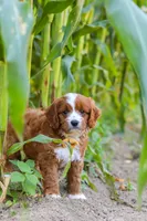Rocky, a male Cavapoo for sale in Baltic, OH – 6 of 10