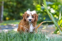 Liberty, a female Cavapoo for sale in Baltic, OH – 3 of 10