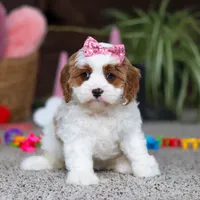 Lucy, a female Cavapoo for sale in Baltic, OH – Photo 4 of 8