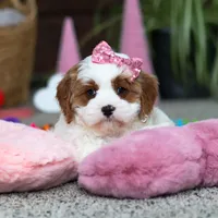 Lucy, a female Cavapoo for sale in Baltic, OH – Photo 7 of 8