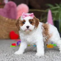 Lucy, a female Cavapoo for sale in Baltic, OH – Photo 6 of 8