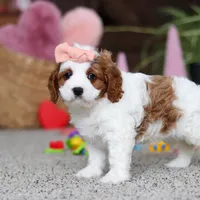 Lucy, a female Cavapoo for sale in Baltic, OH – Photo 3 of 8