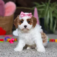 Lucy, a female Cavapoo for sale in Baltic, OH – Photo 2 of 8