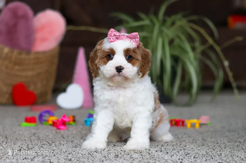Lucy – Cavapoo puppy on hold in Baltic, OH