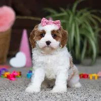 Lucy, a female Cavapoo for sale in Baltic, OH – Photo 1 of 8