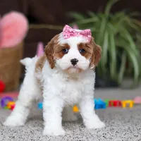 Lucy, a female Cavapoo for sale in Baltic, OH – Photo 5 of 8