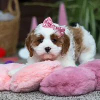 Lucy, a female Cavapoo for sale in Baltic, OH – Photo 8 of 8