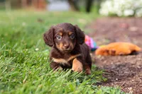 Zoey, a female Miniature Dachshund for sale in Baltic, OH – 5 of 10