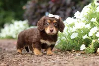 Laci, a female Miniature Dachshund for sale in Baltic, OH – 4 of 7