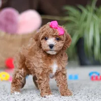 Allie, a female Cavapoo for sale in Baltic, OH – Photo 5 of 8