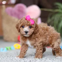 Allie, a female Cavapoo for sale in Baltic, OH – Photo 6 of 8