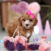 Allie, a female Cavapoo for sale in Baltic, OH – Photo 8 of 8