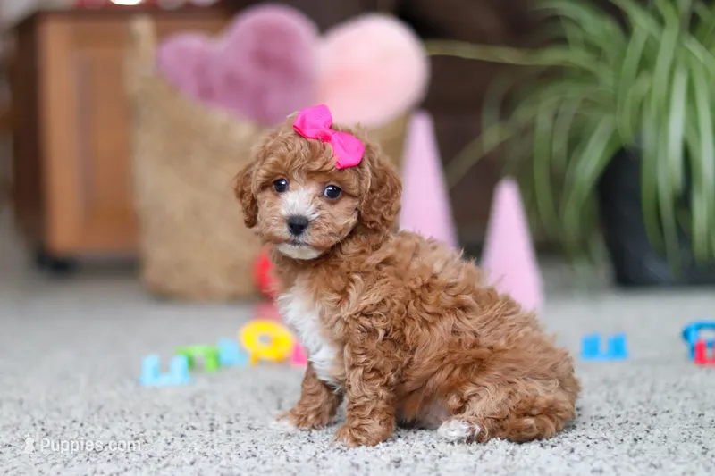 Allie – Cavapoo puppy on hold in Baltic, OH