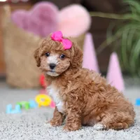 Allie, a female Cavapoo for sale in Baltic, OH – Photo 1 of 8