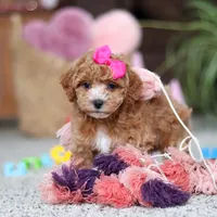 Allie, a female Cavapoo for sale in Baltic, OH – Photo 7 of 8