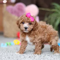 Allie, a female Cavapoo for sale in Baltic, OH – Photo 4 of 8