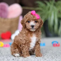 Allie, a female Cavapoo for sale in Baltic, OH – Photo 3 of 8