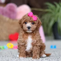 Allie, a female Cavapoo for sale in Baltic, OH – Photo 2 of 8