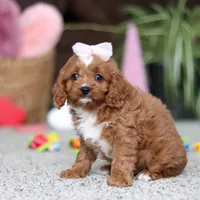 Laci, a female Cavapoo for sale in Baltic, OH – Photo 3 of 6