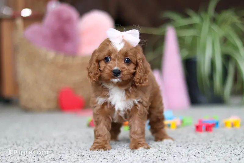 Laci – Cavapoo puppy on hold in Baltic, OH