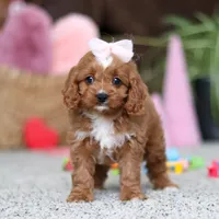 Laci, a female Cavapoo for sale in Baltic, OH – Photo 1 of 6